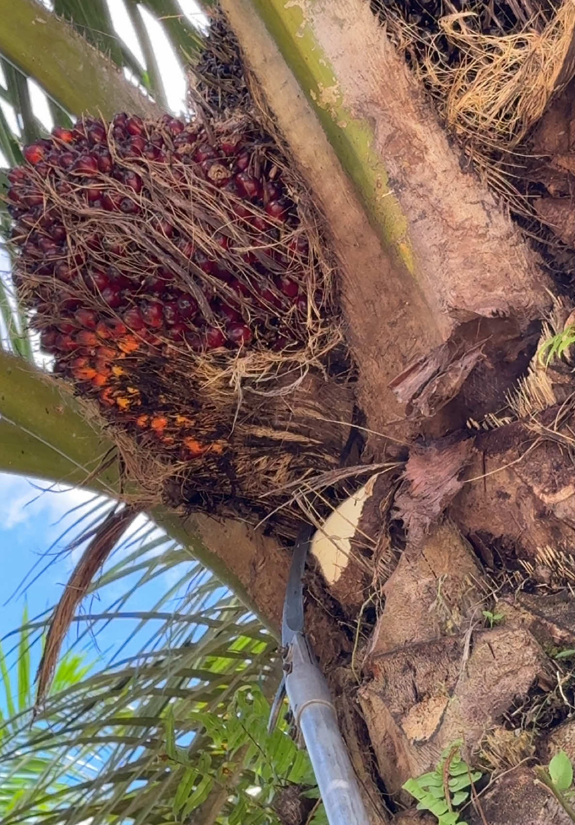 Ketajaman Sabit Sblg222pro NEW sangat mantap sekali genk #fyp #kerjahari #potongbuah #sabitbuah #dodossawit #pahatsawit #sawitmalaysia 