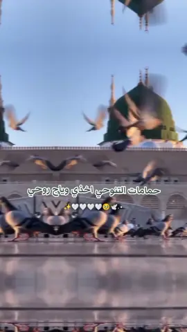 #يا_حبيبي_يا_رسول_الله#🕊️🤍  .  .  .  #اللهم_صل_وسلم_على_نبينا_محمد#fypシ゚viral🖤tiktok☆♡🦋myvideo#💖 