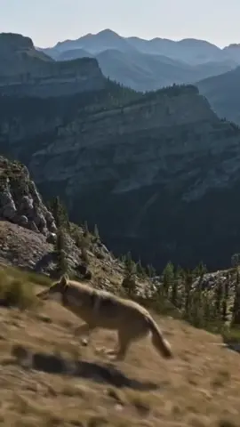 Beauty AI #wolf #veo3 #ai #mountain 