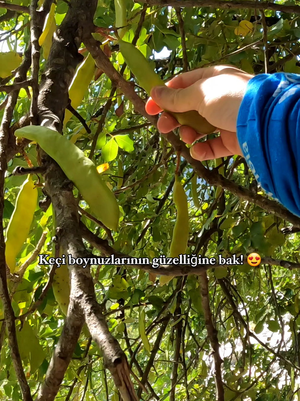 Antalya'nın doğası yine şifa saçıyor! Yaklaşık 1 aya keçi boynuzları olgunlaşılır, doğaya gidin! yol kenarlarında muhakkak önünüze çıkar, çıkın yürüyün biraz keşfedin! Hem huzur bulun doğada, hem de şifa! Detaylar ⬇️ 🌿 Keçiboynuzu (Harnup) – Doğanın Mucize Meyvesi ✅ Faydaları Bağışıklık sistemini güçlendirir, hastalıklara karşı korur. Sindirim sistemini rahatlatır, mideyi yatıştırır. Cinsel gücü ve performansı artırır, sperm sayısı ve kalitesine olumlu katkı sağlar. Kan dolaşımını destekleyerek enerji ve dayanıklılığı artırır. Hormonal dengeyi destekler, enerji seviyelerini yükseltir. Doğal antioksidan olarak hücreleri korur, yaşlanmayı yavaşlatır. Kemik sağlığını destekler; kalsiyum, magnezyum ve potasyum bakımından zengindir. Solunum yollarına iyi gelir, öksürüğü hafifletir. Kafeinsiz doğal enerji kaynağıdır, yorgunluğu azaltır. 🍽️ Nasıl Kullanılır? Taze olarak: Dalından koparılıp yenebilir. Pekmez: Kahvaltılarda veya tatlılarda doğal şeker yerine kullanılır. Un: Ekmek, kurabiye ve keklerde unla karıştırılarak sağlıklı tarifler yapılabilir. Toz: Smoothie, süt, yoğurt ve tatlılara eklenebilir. Kahve: Kavrulup öğütülerek kafeinsiz doğal kahve hazırlanabilir. 🛠️ Neler Yapılabilir? Keçiboynuzu pekmezi Keçiboynuzu unu ile ekmek, kurabiye, kek Keçiboynuzu kahvesi Doğal tatlı ve enerji barları Şurup ve macunlar 💚 Doğayı seviyorsan beni takip et 😇 ⬇️ 📌 Kaynaklar https://www.herbazest.com/news/male-fertility-improved-by-carob-consumption https://plantshospital.com/carob-benefits/ https://www.memorial.com.tr/saglik-rehberi/keciboynuzu-nedir https://www.acibadem.com.tr/hayat/keciboynuzunun-faydalarini-biliyor-musunuz/ https://www.medicalpark.com.tr/keciboynuzunun-faydalari-nelerdir/hg-2860