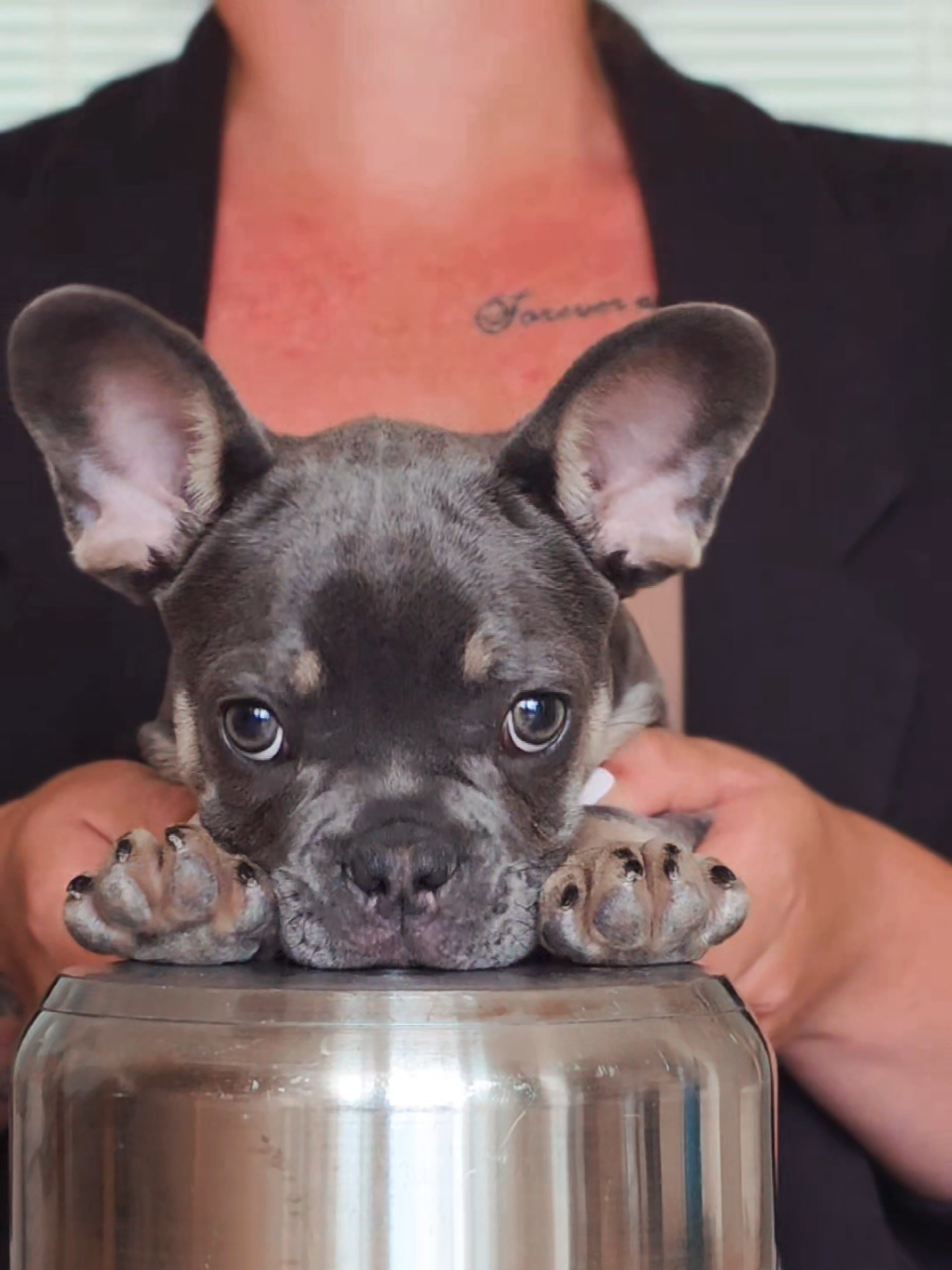 𝐃𝐑𝐔𝐌𝐊𝐈𝐃. 😎 #puppylove #dog #fransebulldogpuppy #fransebulldog #frenchbulldog #dogsoftiktok #dogtok #dogtrend #frenchiesoftiktok #puppysoftiktok #viral #foryou #fyp #fory #fy #frenchie #frenchbulldog #puppylove #dogsoftiktok #dogs #frenchies #frenchiepuppy 