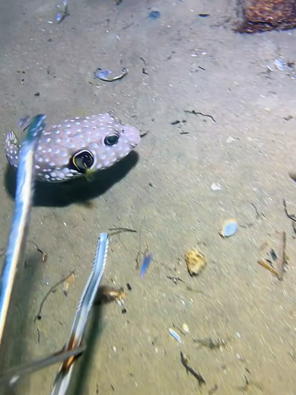 #diving #crab #catchthesea #seaside #seafood #fish #eel #lobster #seangsolofishing