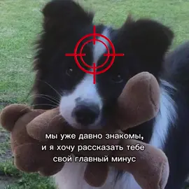 собака под прицелом-это обозначает сильную привязанность #собакаподприцелом#подприцелом #собака#щп#щппроменя 