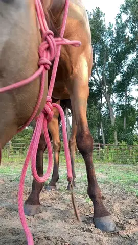 TikTok be like: let me edit this for you 🤡 #leadingtperformancehorses #leadingthepack #barrelracer #horsegirlvibes #futurityhorse #futurityhorse #barrelhorse #nbha 