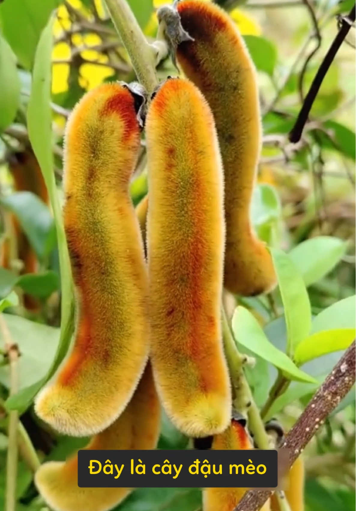 Chắc hẳn bạn chưa biết hết những loại đậu 🫘 này #bean #beans 