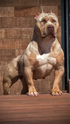 olha essa femea um verdadeiro absurdo, ele é muito grande #viralditiktok #fyp #fyou #pitmonster #pitbull 
