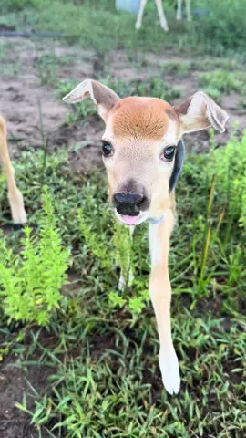 Tatter Tot is he a deer or a dog? Either way, he’s super cute !!  #fyp #nature #deer #deertiktok #fawn #cuteanimals 