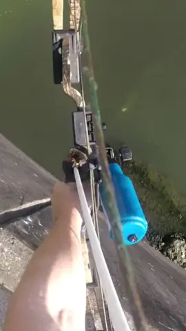 perfect shot!! #bowfishing #archery #fishing ##trickshot #thefearbowfishing 
