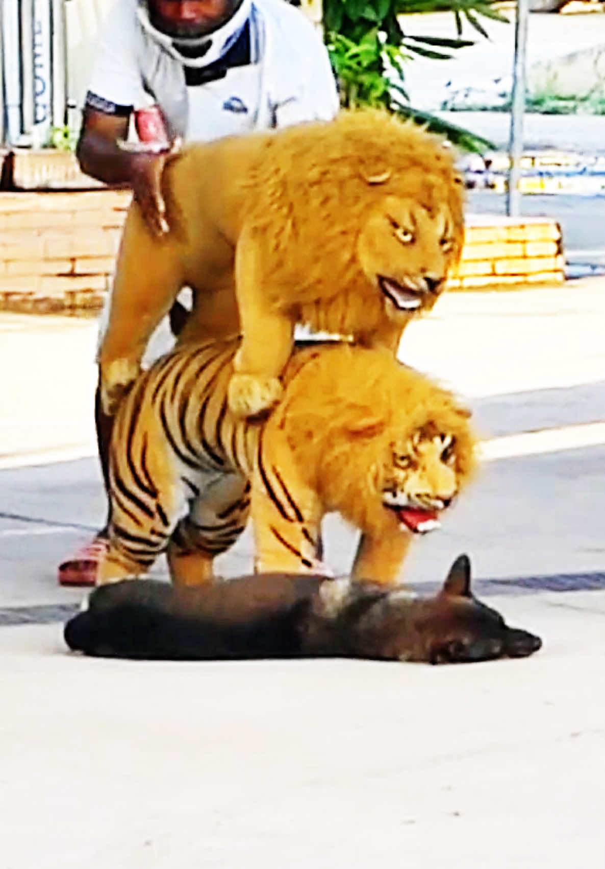 Tiger Lion Over Lay on Poir Dig But … #LOL #LIVEIncentiveProgram #funny #poor #Prank #funny #tiktok 