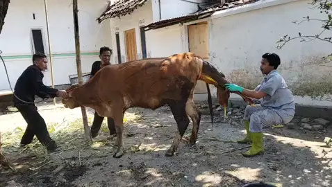 Alhamdulillah pedet keluar dengan selamat petani pun juga seneng Alhamdulillah #sobatngaret #sahabatternak 
