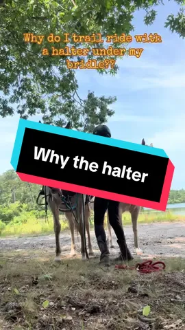 Because it makes for a relaxed swim break at our favorite lake ❤️❤️🐴 #horse #trail #ride #break #halter #swimming #cooloff 