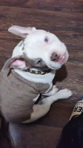 located in Dallas female looking for new 🏡#Tripledkennels #tdkline #allgasnobrakes #dallastx #blessed #puppy 