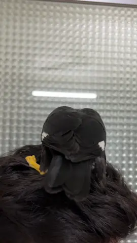 🤣🤣🤣 #moynapakhi #bird #fyp #viralvideo #trending #birdsoftiktok 