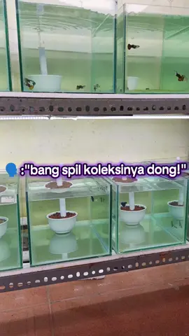 ready yaa gaess🥳 . . #onoguppy #guppyworld #guppybanten #guppylover #guppyfarm #guppytank #guppycilegon 