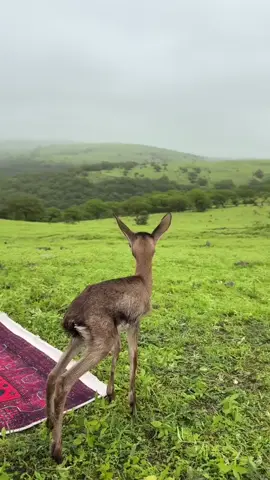 #بدون_موسيقى 