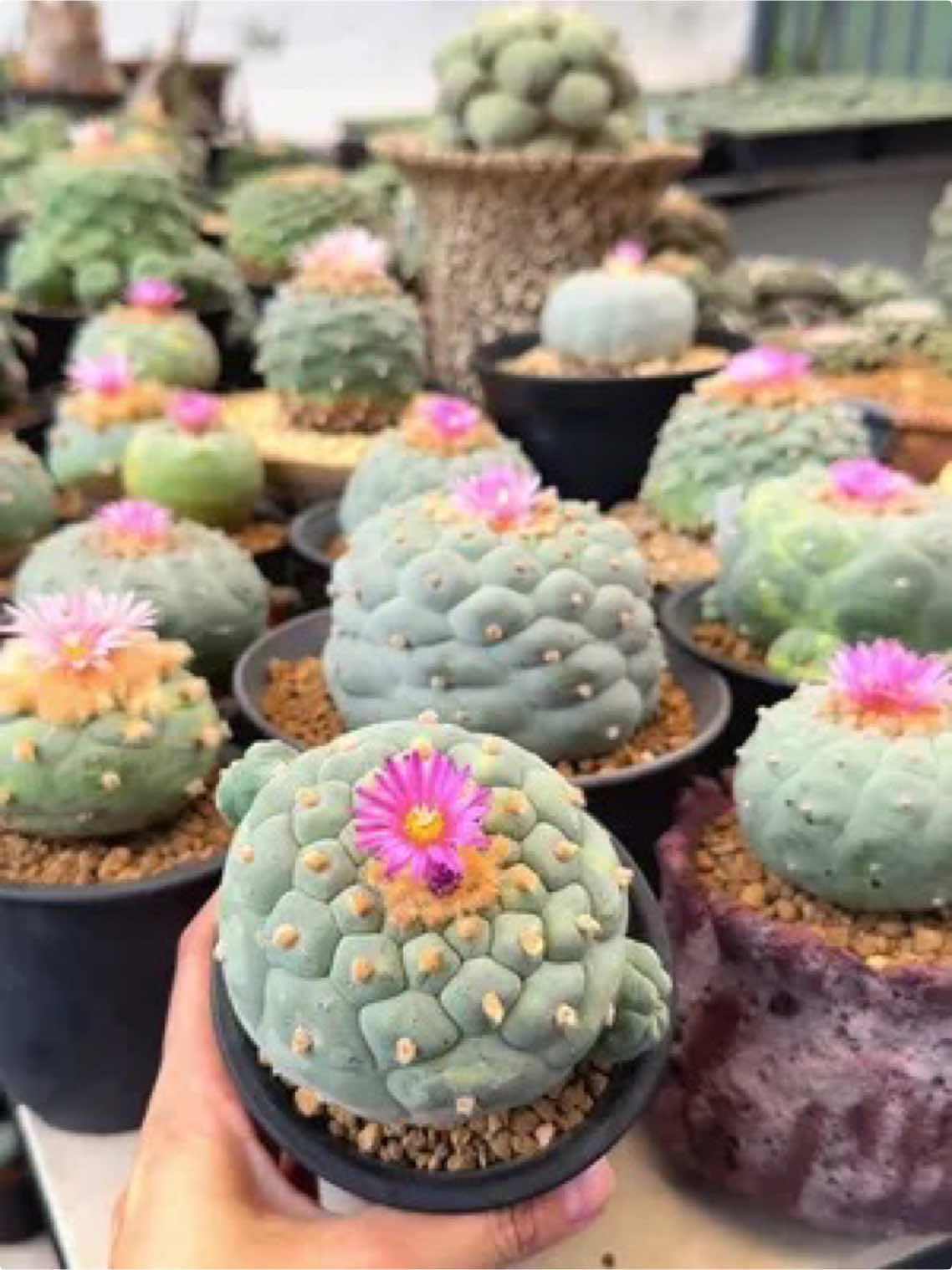 This is peyote, a sacred psychedelic cactus used by Native American Church for centuries in indigenous ceremonies… for healing… vision… and connection to the spirit world. It’s not just a plant… it’s a teacher. A guide. A reminder… that nature holds keys to parts of ourselves… we’ve forgotten. When grown with care… and tradition… peyote’s spirit becomes alive — opening doors within you… that you didn’t know were there. But its power… comes with responsibility. Respect the plant… respect yourself… and set your intention… before you step through its gateway. Peyote doesn’t just show you visions… it shows you worlds… you never imagined could exist. And once you’ve seen… you can never see the world… the same way again. (This Video Is For Educational Purpose Only) #peyote #mescaline #nac #psychedelicart #psychedelicrock #psychedelicresearch 