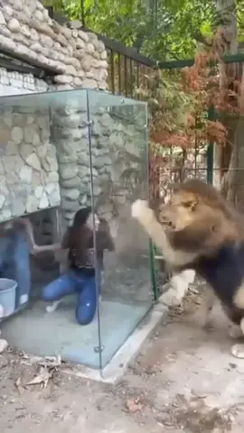 Happy Monday 🦁🕺 #EnhanceThatAI #ai #cursed #funny #funnyvideos #aivideo #lion #zoo #dance 