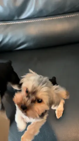 If this was all junk food, I could name every single item 😂 #yorkie #dogsoftiktok 