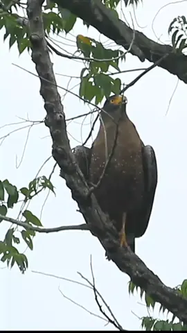 Elang Bido (Crested Serpent Eagle) #burung #bird #kicaumania #foryou #fyp 