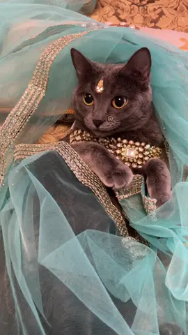 my mom doesn’t get me jewelry 🧍‍♀️ #cats #catsoftiktok #cat #fypシ #catmom #catlover #fyp #fypシ゚viral #viral #pet 