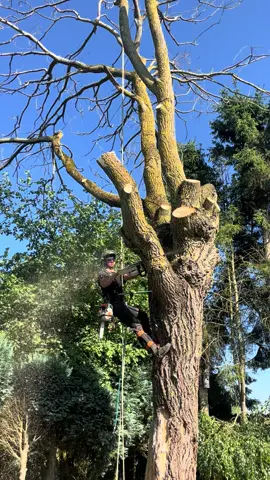 @Treefelling 🇺🇸 @Nicolas Albrecht909 #arboristegrimpeur #abattage #treefelling #america #stihl #ms500i #stihlchainsaw #westcoast #westcoastsaw #pourtoi 
