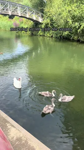 🦢