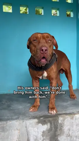 His owners didn’t want him anymore and left him to suffer💔 #streetdogs #dogrescue #dogsoftiktok #dogsofthailand #dogrescuer 