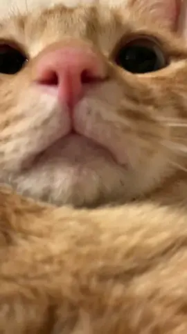 #cat