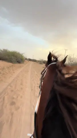 ياقوت الجياد #الطايف #ماشاءاللہ #خيل_عربي_اصيل #ياقوت #WondersComeTrue 