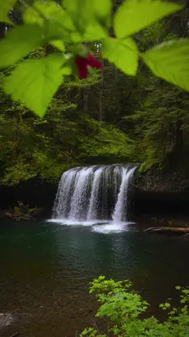 Looking past vibrant red wildflowers to a stunning waterfall cascading over a rocky cliff into a crystal-clear turquoise pool below, deep in a lush, moss-covered forest. The sound of rushing water, the scent of fresh greenery, and the vivid colors of the Pacific Northwest create a truly magical scene 😍