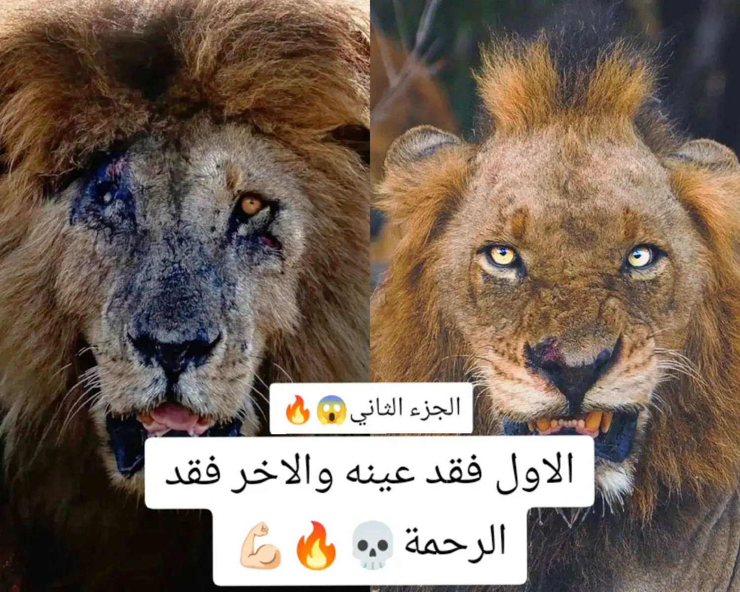 في مملكة الأسود، لا مكان للضعفاء. 🔥🔥💀💪🏻😱 بين سكارفيس القائد الجبار💪🏻 ومستر تي الوحش الشرس💀، من يستحق تاج الملك؟ 🫡👑 شارك برأيك هل تريدون جزء ثالث يكشف اقوى الاسرار ولماذا توفى💀💪🏻🔥 #ملك_الغابة #سكارفيس #مستر_تي #صراع_الأسود #جزء_ثالث #محتوى_حيوانات #أسود_برية 