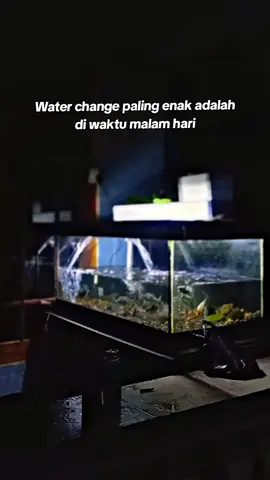 Ritual WC malam  hari  ✅ 💤💤 #waterchange #aquariumfish #predatorfish #tankmatepredator #gianttravelly #mahseer #tortambra #xybca #fyp 