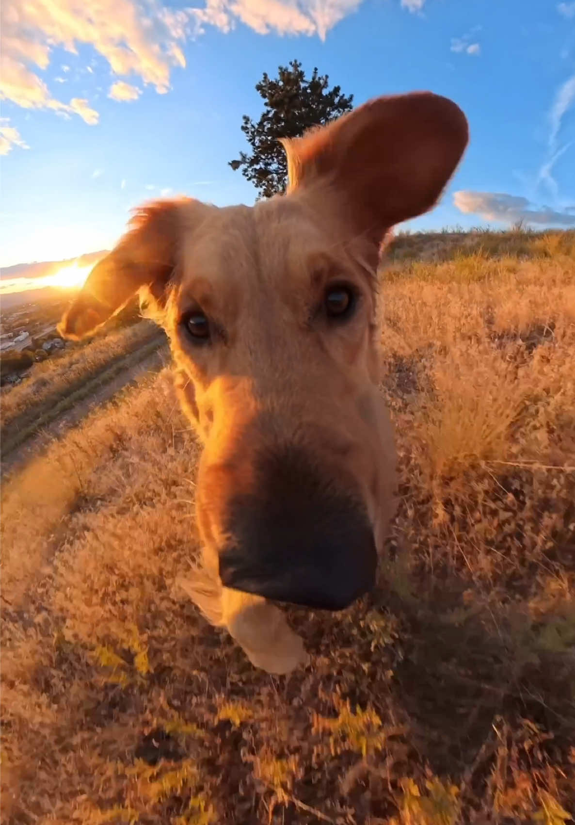 My kind of heaven: sunsets and tall grass 😍🐰 #goldenretriever #dogs #insta360 @insta360 official 