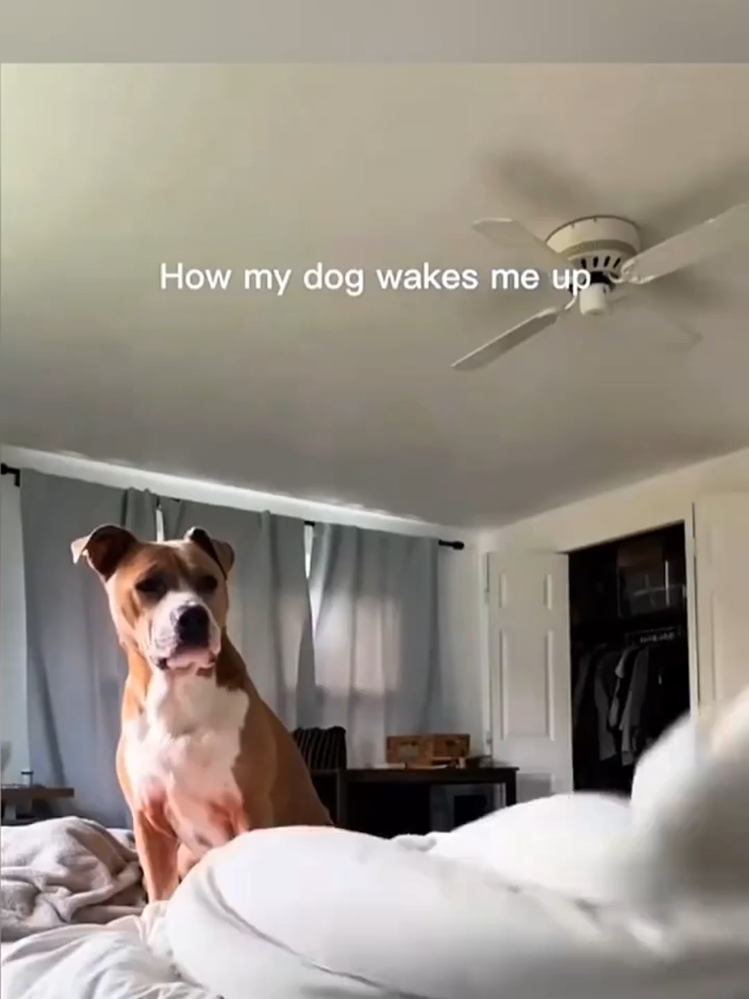 Best funny 2025#funny #funnyvideos #dog #animals #cat