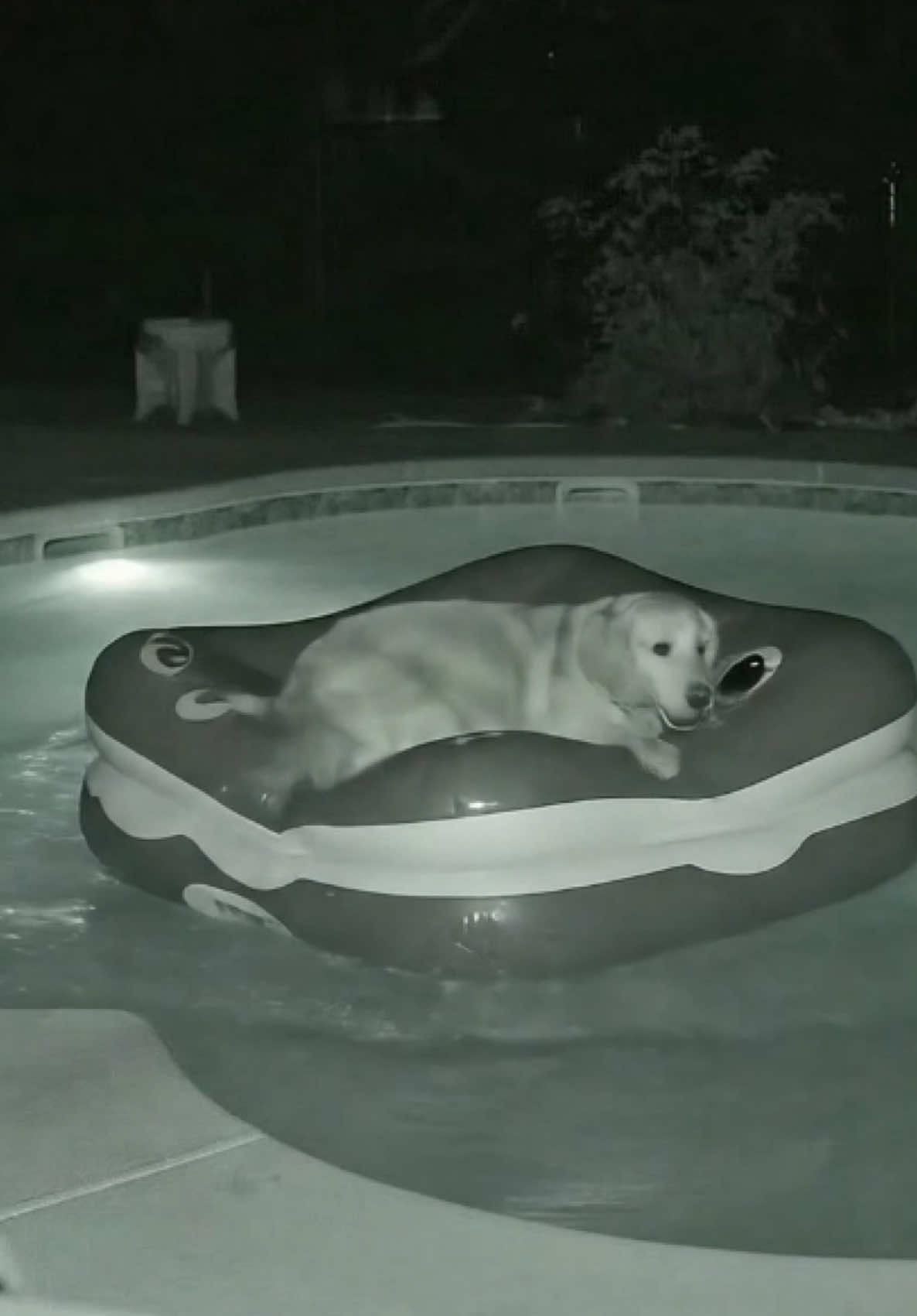 Sleepy dog takes a nap in the pool #goldenretriever #Home #pool #dog #pet #PetsOfTikTok #fyp #viral #trending 