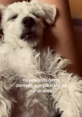 #foryoupage #creditos #perritos #pfypシ 