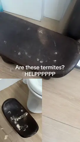 And I don’t want them eating the actual wood of my HOUSE so should I just throw it in the trash #termites 