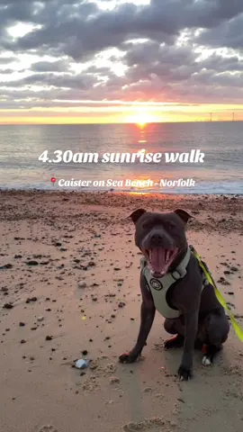✨Your sign to get up early and go watch that sunrise 🌅✨ . #staffordshirebullterrier #bluestaffy #staffylovers #bluestaffordshirebullterrier #staffy #sunrise #sunriselover #beachsunrise #norfolk #beachdog #kanothebluestaffy