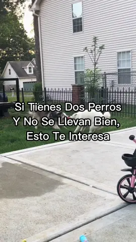 Vivir con dos perros que no se toleran no es solo estresante… también es peligroso para ellos y para ti. Y no, no “se van a arreglar solos”. Aquí te doy consejos basados en etología canina que realmente funcionan: 1️⃣ Controla los recursos  La mayoría de peleas empiezan por comida, juguetes o atención. Según estudios de Applied Animal Behaviour Science, reducir el acceso libre a recursos y darlos de forma individual disminuye la tensión y previene conflictos. 🥣 2️⃣ Evita “obligar” la convivencia  Separar y alternar espacios no es fracasar, es darles tiempo para bajar el estrés y evitar que se acumulen experiencias negativas. Un ambiente controlado es clave para una futura relación sana. 🚪 3️⃣ Haz presentaciones controladas  Los encuentros deben ser cortos, en terreno neutral y con correa larga para dar libertad sin perder control. Observa el lenguaje corporal: rigidez, mirada fija o cola muy alta son señales de tensión. 👀 4️⃣ Refuerza el comportamiento calmado  Premia cualquier interacción tranquila con comida o juegos de baja excitación. Esto entrena a los perros a asociar la presencia del otro con algo positivo. 🦴 5️⃣ No ignores las señales tempranas  Gruñir, apartar la mirada o lamerse el hocico son avisos. Ignorarlos es como quitar la alarma de incendio y esperar que no haya fuego. 🚨 Con paciencia, manejo del entorno y refuerzo positivo, la convivencia es posible. Pero si las peleas son graves, acude a un veterinario especializado en comportamiento o a un etólogo. 🐾 Sígueme en @tuveterinarionline si te interesa la salud de tus mascotas y quieres aprender mucho más sobre animales. 🐶✌🏻 #TuVeterinariOnline #veterinario #mascotas #perros 📌 Comparte este post con alguien que tenga mascotas o guárdalo por si te viene bien más adelante. 🎥: baharfaraj1