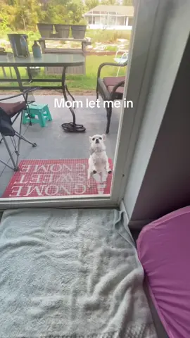 #sophiethetailwagger #dogvibes #emotionalsupportdog #foryou #dogmomlife #humor 