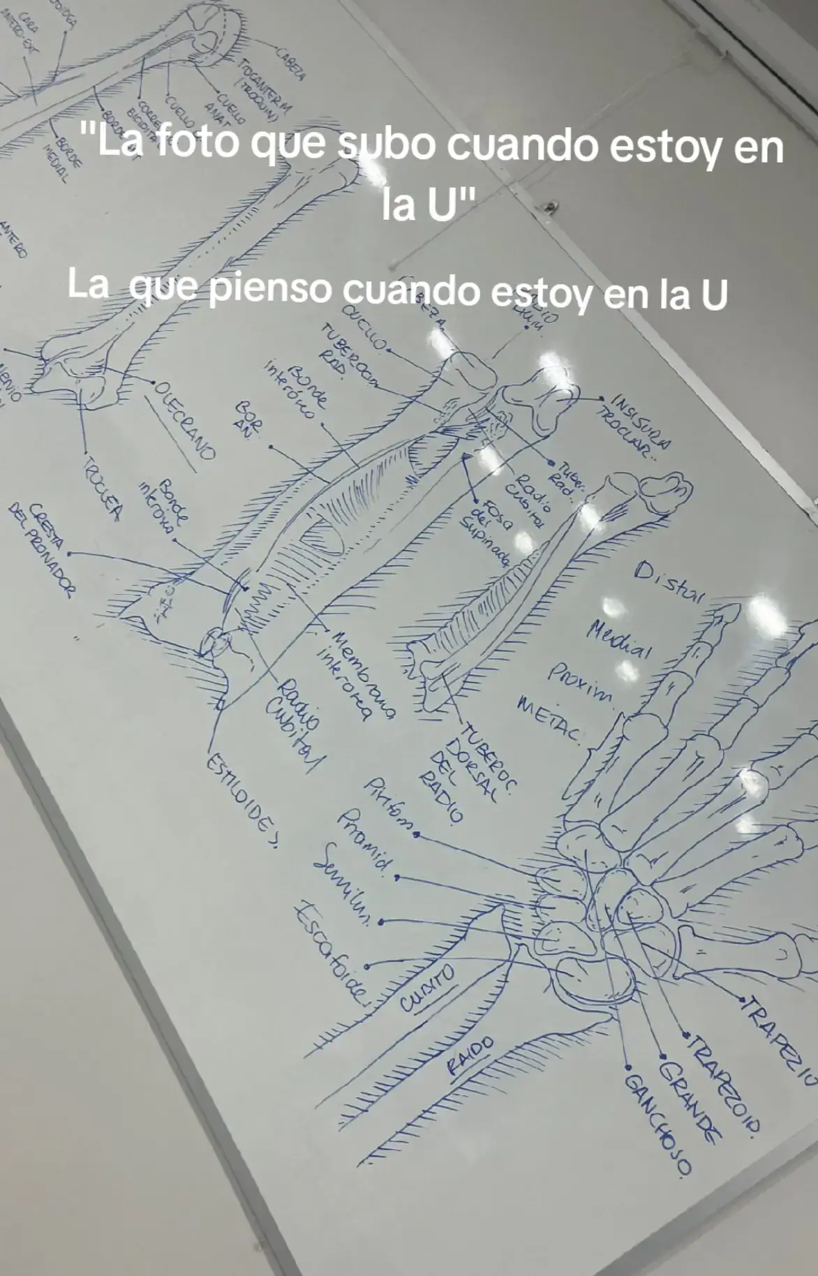 #universidad #medicalstudent #medicina #anatomia #unerg 