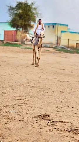 #كسلا_السودان  #شرق_السودان  #بني_عامر_حباب_شرق_السودان  #نابتاب_ولـنا_فـي_قـمة_الـمجد_رايـات #بجا_ولنا_في_قمة_المجد_رايات_☺️✌ #بني_عامر_ولنا_في_قمة_المجد_رايات_☺️✌ 