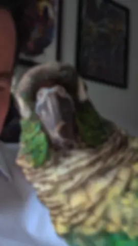 she keeps our hearts beating #ParrotHeartbeat #BirdHealth #PetCare #HeartRateMonitoring #ParrotsOfInstagram #BirdLovers #AnimalCare #WildlifeLove #AvianHealth #BirdSenses #ParrotLife #PetBirds #Parrots #BirdWatchers #BirdBehavior #HeartBeat #NatureLovers #AvianVets #HappyBirds #ExoticPets 