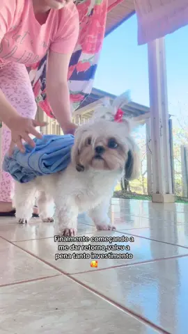 Ela pensando sou burro de carga é kkkk #shitzu #foryou #fyp #foryoupage #dog #humor #pets 