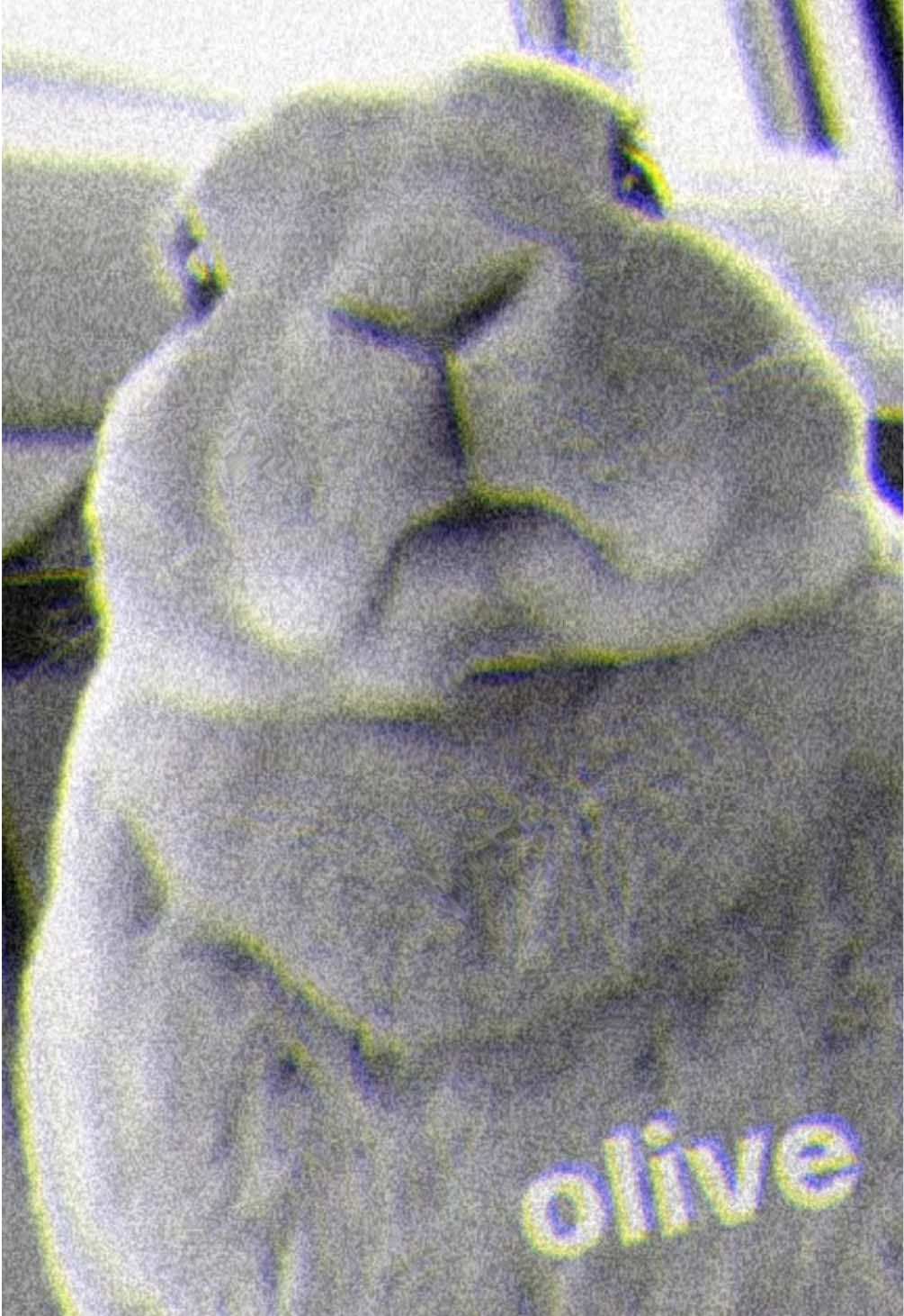 scariest top 5 olive rabbit #run #runaway #before #its #too #late #he #is #coming #he #is #hungry #delectable #olive #rabbit #delicious #meals #for #olive #ok #thats #it #meme #edit #memeedit #capcut #capcutedit #funny #funnyedit #animal #animaledit #rabbit #rabbitsoftiktok #bunny #bnuy #bnuuy #slungus #roblox #robloxedit #hello #hunger #craving #scary #evil #corrupted #malicious #messed #up #uh #whatelse #idk #bye #ok