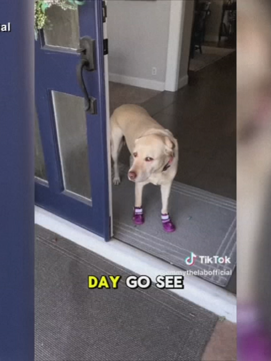 Emmy the Labrador rings a specially made doorbell to get the attention of her neighbors, a retired couple living in California.