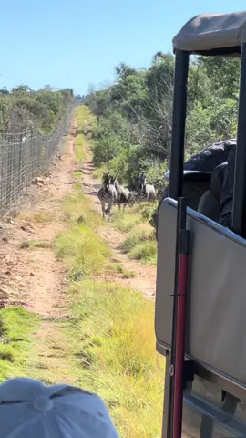 South African Lioness has a near miss with a Zebra 🦓 🦁#fyp#lions#animals#southafrica#animalhuntingmethods#animalsreact#zebra#lioness