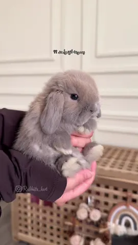 خطفو قلبي ❤️‍🔥✨ . . . . . . . #bunnygram #rabbits #الكويت🇰🇼 #fyp #bunny #fypシ゚viral #pet #ارنب #الشعب_الصيني_ماله_حل😂😂 