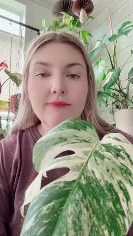 Albo Monstera anyone? There’s planty left #PlantTok 