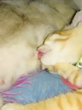 Cats in love 💕🥲😩. Pt 3 | Wait for the end 🤯. #catlover #romantico #cat #catinlove #fyp #usacat #tiktok #🇺🇸 #germancat #germany🇩🇪 #germanfyp #unitedstates #unitedstatesofamerica #unitedkingdom #ukcat #unitedkingdomfyp #unitedkingdomtiktok #unitedstatestiktok #southkorea #french #frenchcat #brazil🇧🇷  #usacatvideo #german #cat  #videoviral 